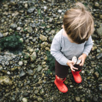 A toddler aged boy has fun discovering the wonders of a Pacific Northwest beach on the Puget Sound in Washington state, holding a white seashell.  The beach is covered with seaweed, rocks, and shells, contrasted by the boys red rubber boots.